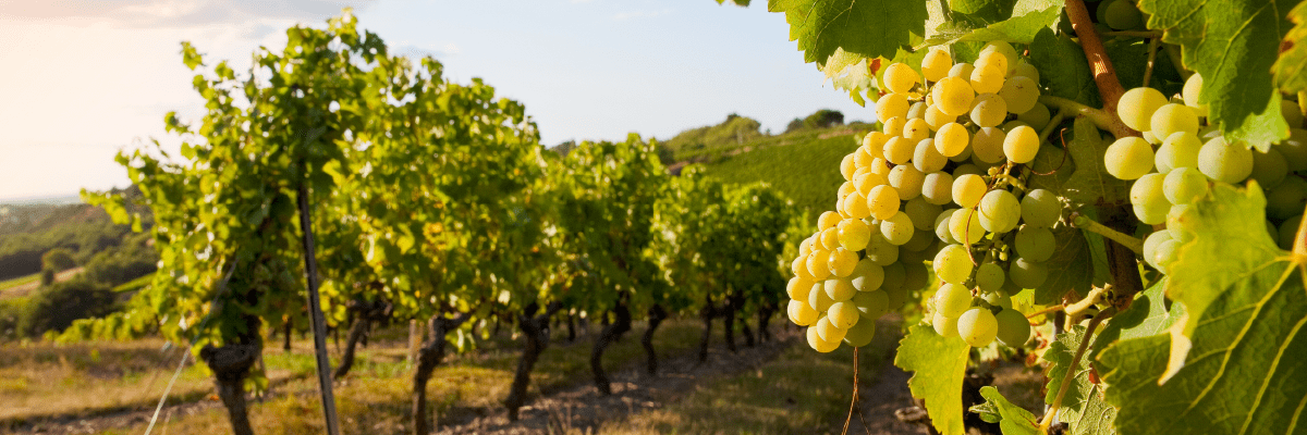 champagne harvest