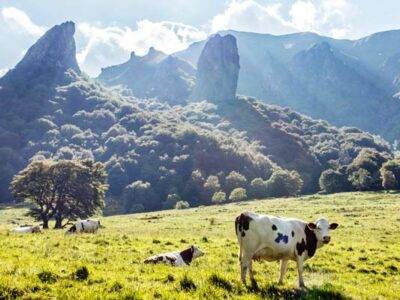 jaké víno k sýru Bleu d'Auvergne