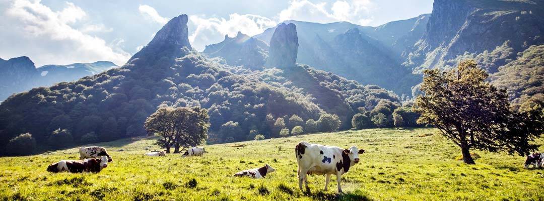jaké víno k sýru Bleu d'Auvergne