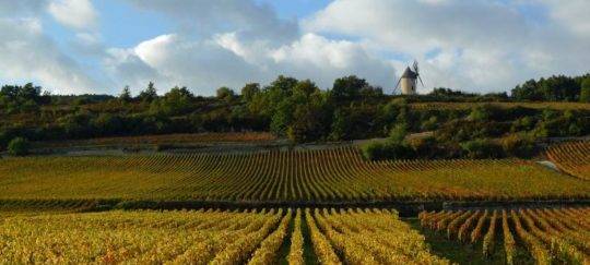 Cote-de-beaune-Pommard