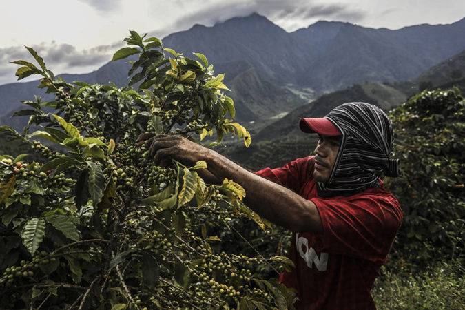 TOPSHOT - A coffee picker collects coffee in the mountains near Ciudad Bolivar, Antioquia department, Colombia on October 18, 2017.  
October is the peak of the coffee harvest season in the region of Ciudad Bolivar, one of Colombia's most productive coffee towns, employing over 25,000 coffee pickers from all over the country between October and December. / AFP PHOTO / JOAQUIN SARMIENTO        (Photo credit should read JOAQUIN SARMIENTO/AFP/Getty Images)