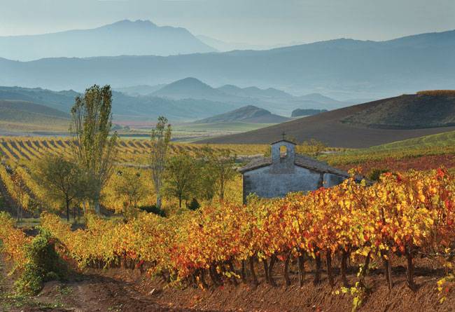 tempranillo-navarra