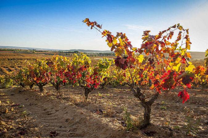 tempranillo-ribera-del-duero2