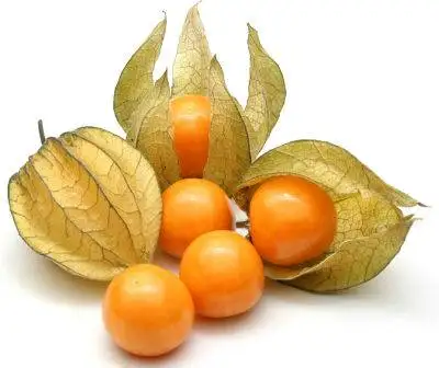 Aroma vína - physalis