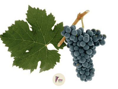 Cabernet Franc