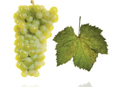 Furmint