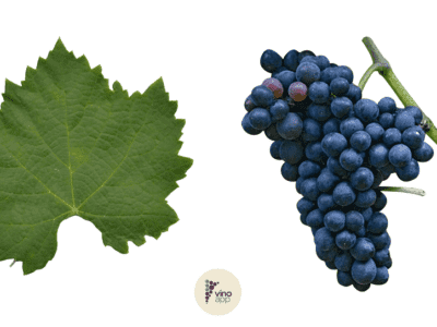 Malbec