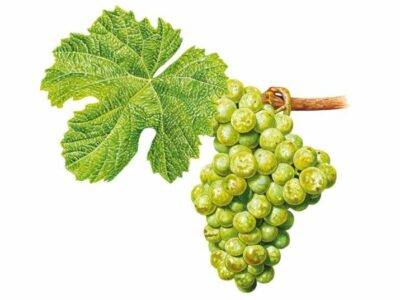 Assyrtiko