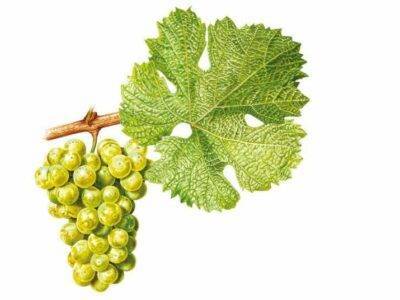 Riesling
