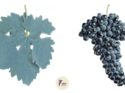 Tempranillo