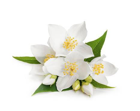 Aroma vína - bílé květy jasmínu