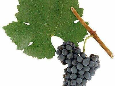 Syrah | Shiraz