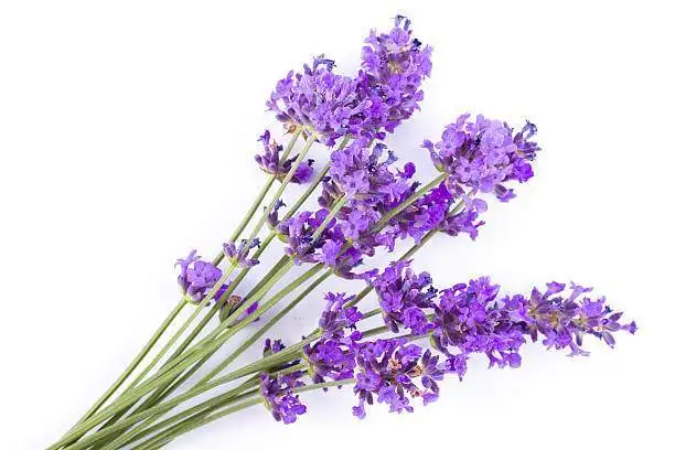 Aroma vína - levandule