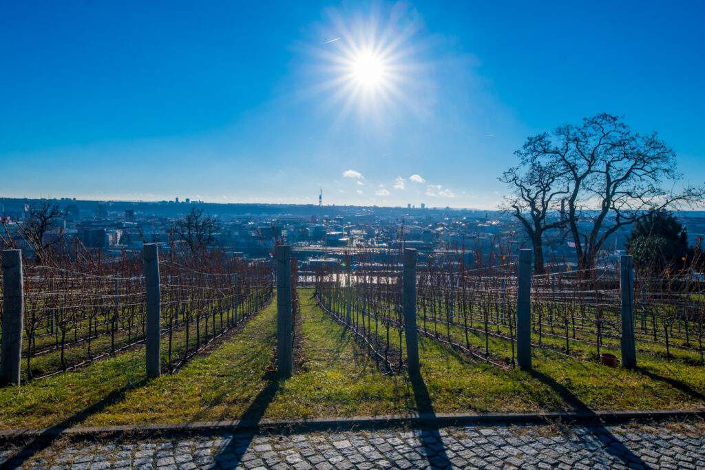 Vinařství Jabloňka - výhled na Prahu