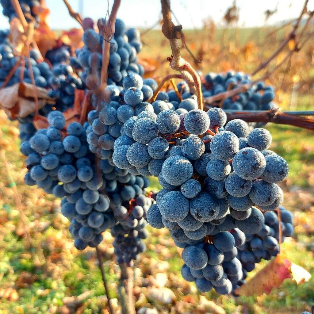 Vinařství Holešínský | Jiří Holešínský winery - Cabernet Sauvignon grapes