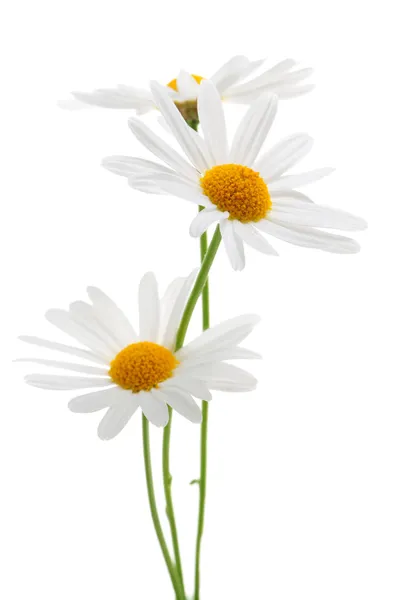 Bílé luční květy