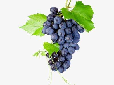 Carmenere