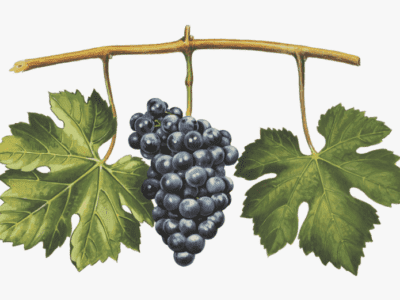 Nebbiolo