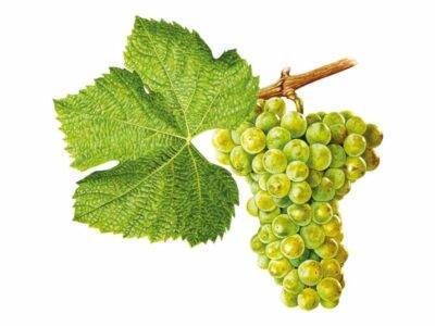 Wine variety