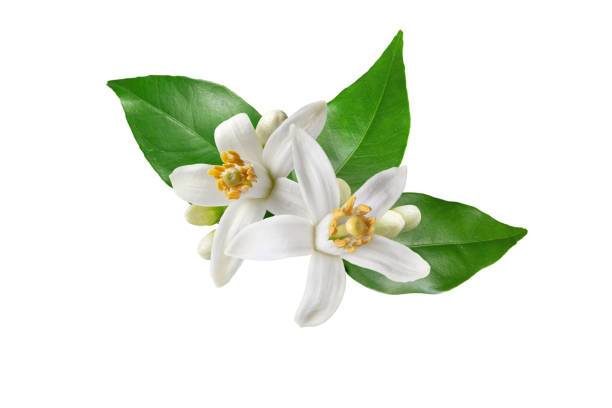 Aroma - květy citronovníku