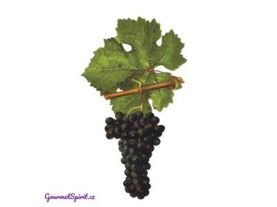 Carmenere