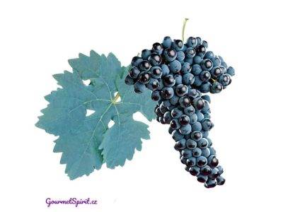 Tempranillo