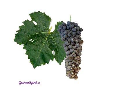 Syrah | Shiraz