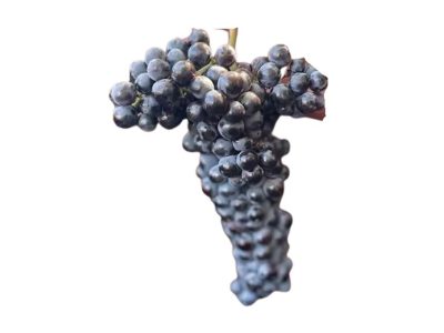 Mavrotragano