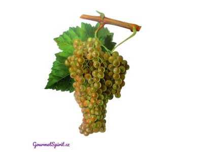 Trebbiano