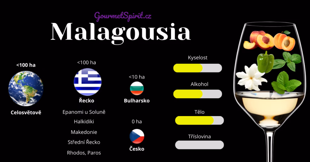 Malagousia infografika podle gourmetspririt.cz