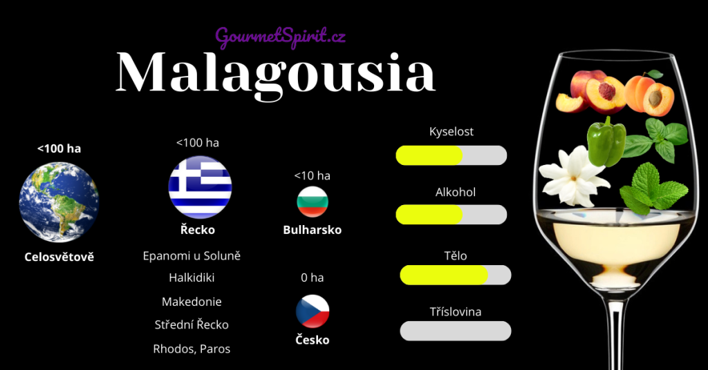 Malagousia infografika podle gourmetspririt.cz