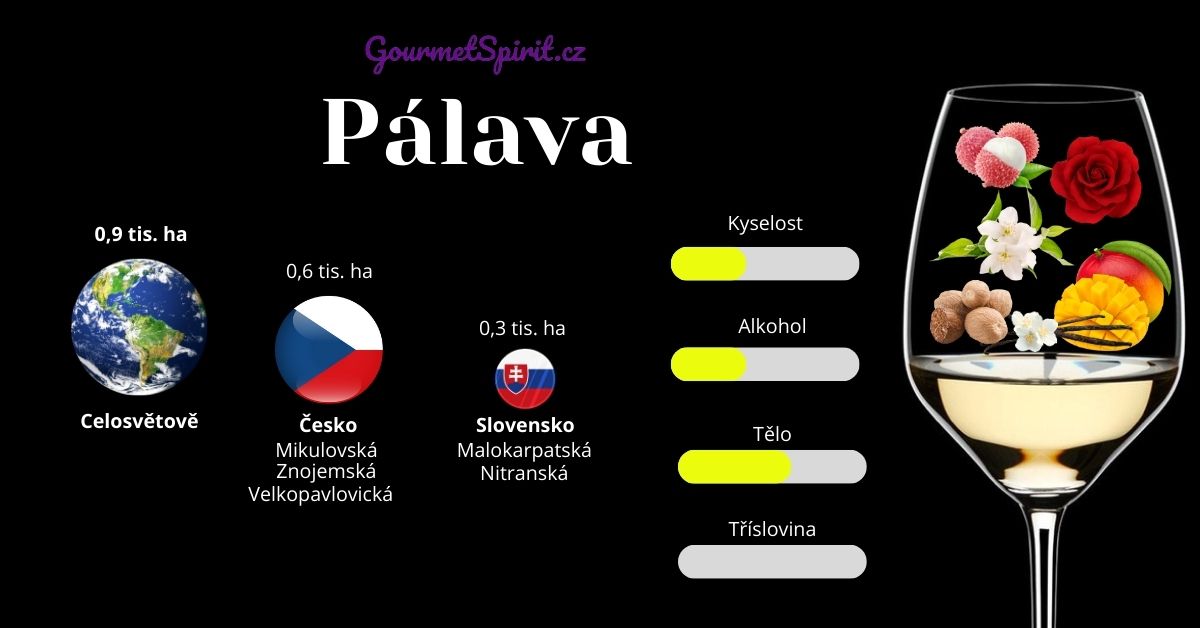 Víno Pálava infografika podle Gourmetspirit.cz
