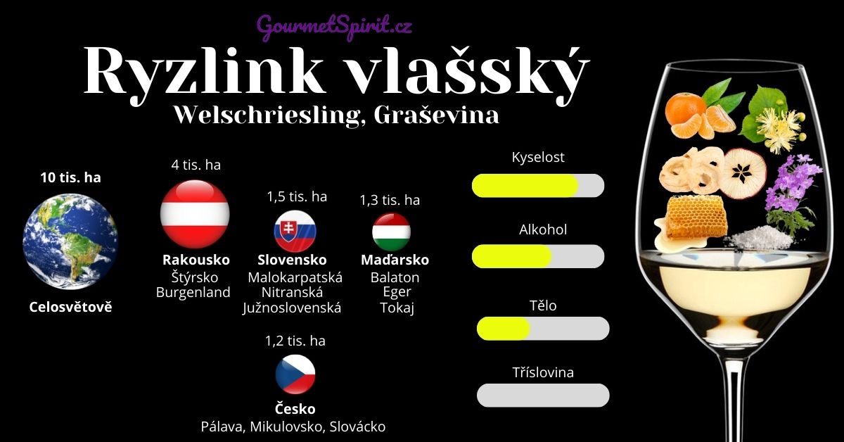 Ryzlink vlašský, Vlašák, Welschriesling infografika podle GourmetSpirit.cz