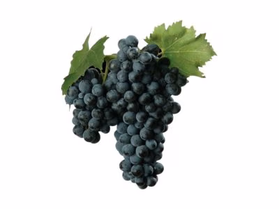 Sangiovese