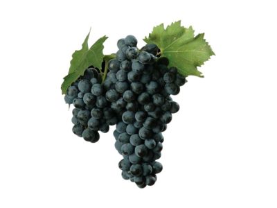 Sangiovese