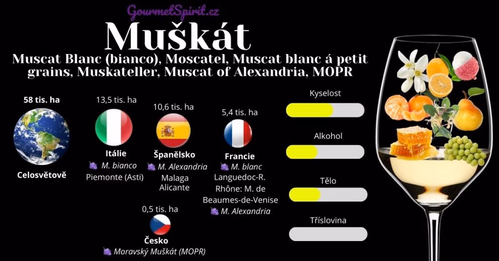 Víno muškát infografika podle gourmetspirit.cz