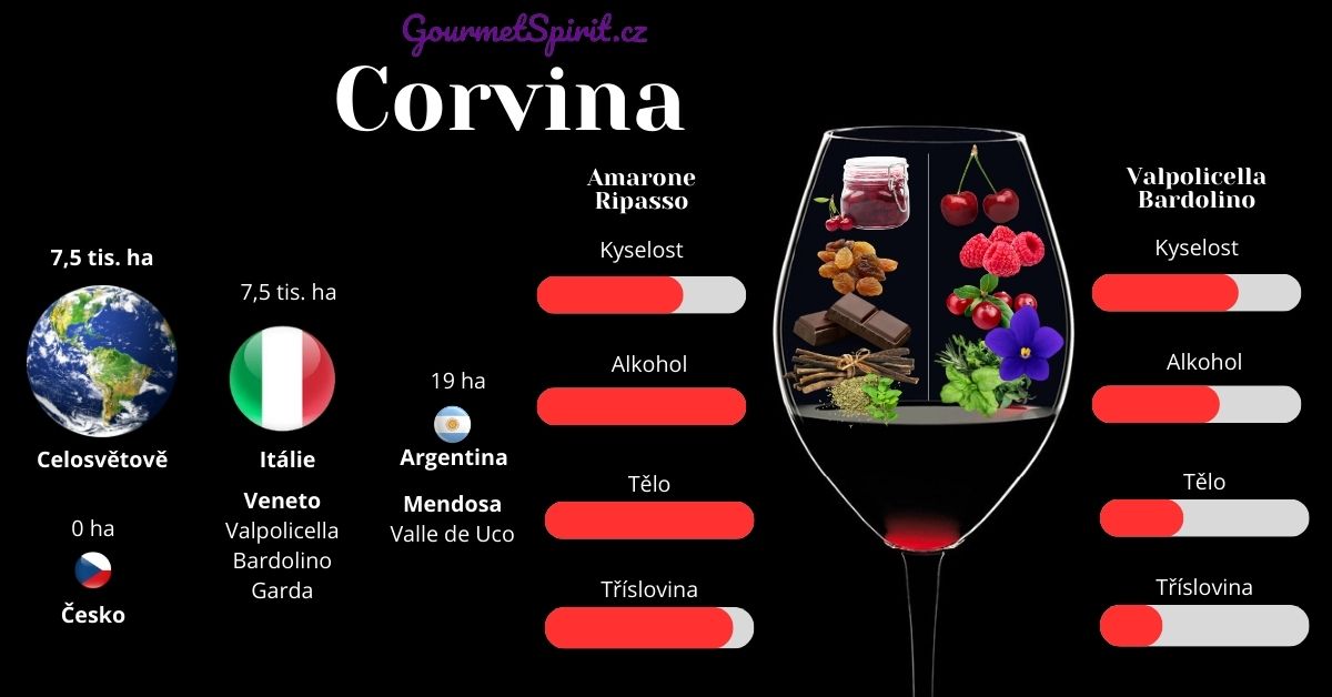 Corvina víno - Amarone vs Valpolicella infografika podle Gourmetspirit.cz