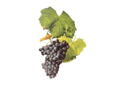 Grenache | Garnacha
