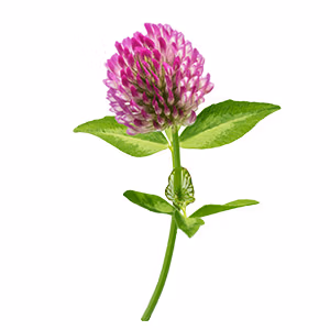 aroma vína - květ jetele