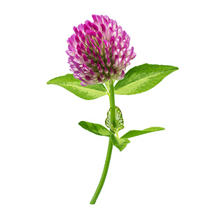 aroma vína - květ jetele