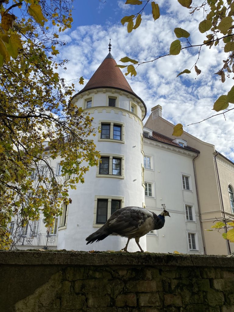 šimák Zámok Pezinok a páv