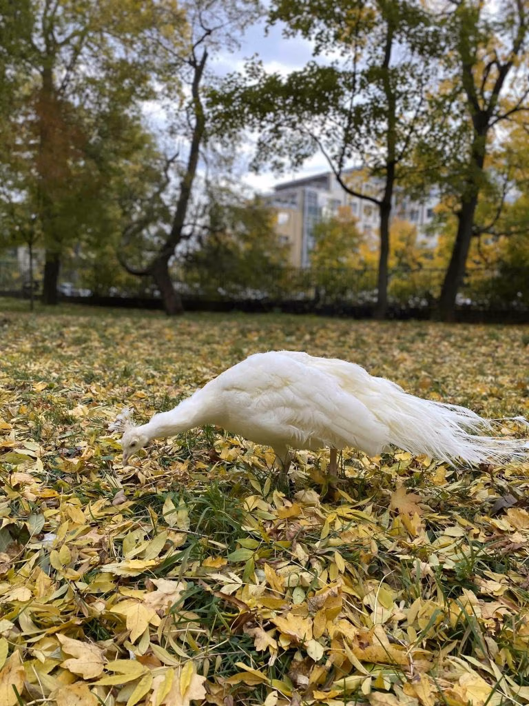 Bílý páv - Pavon Blanc 2022 - Gourmetspirit.cz