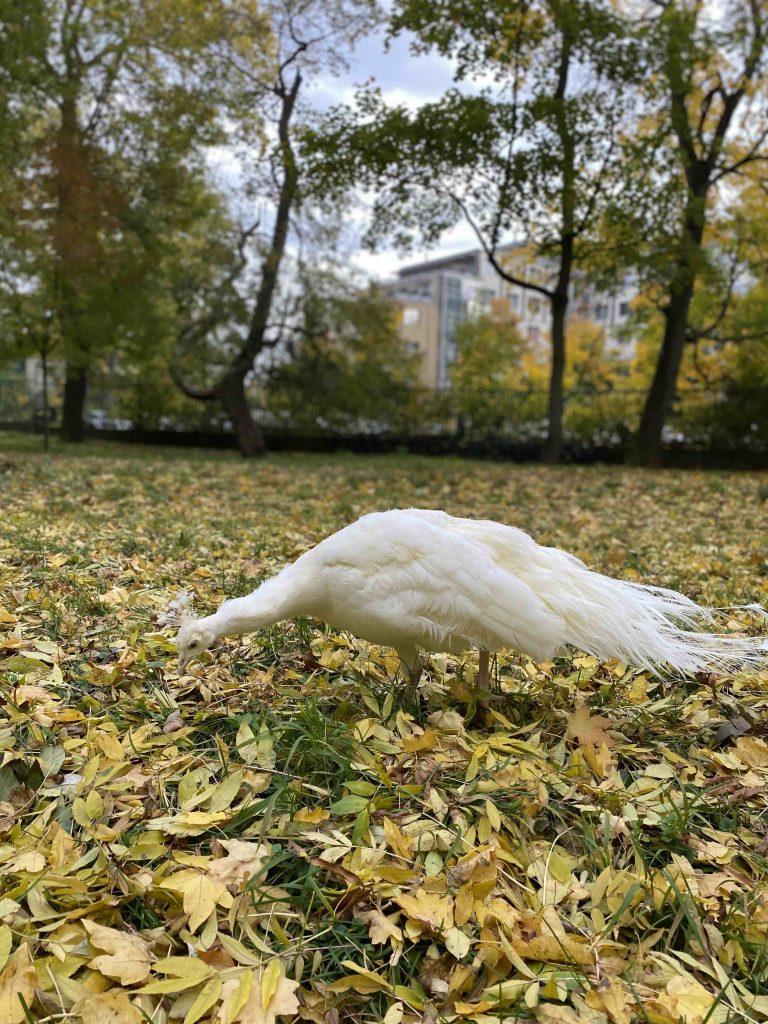 Bílý páv - Pavon Blanc 2022 - Gourmetspirit.cz