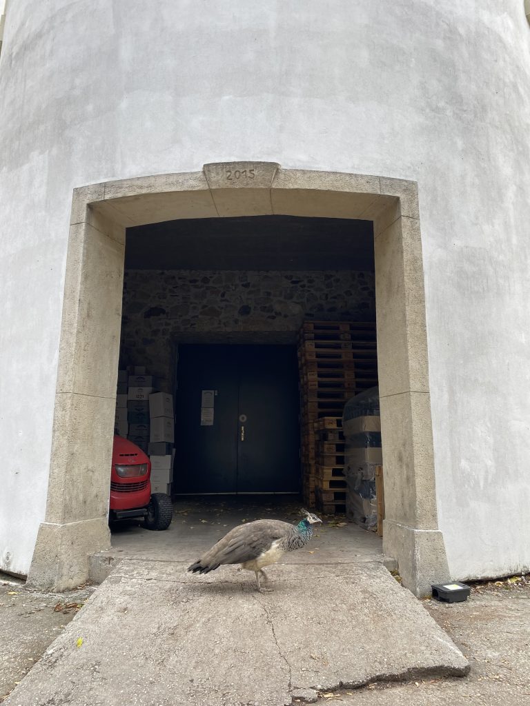 šimák Zámecké vinařství Pezinok a páv