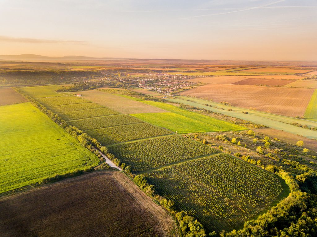 Vinice Zámeckého vinárstva u Nových Zámků