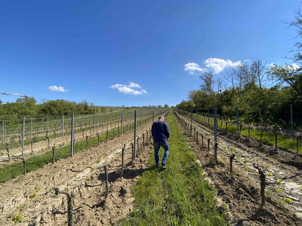 Zdeněk Peřina na kontrole vinice Goldhamer | GourmetSpirit.cz
